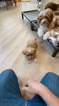 Follow Along Down Training 🐶