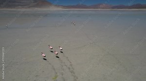 Beautiful footage of the Chilean pink flamingo in natural habitat at Atacama - Calama - Antofagasta Dessert and Salar
