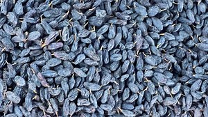 Dried Fruits, nuts and Spices market in Samarkand, Uzbekistan - June 29, 2023: Goods and traders at the Oriental Bazaar in Uzbekistan. Siab Bazaar is the largest and oldest bazaar in Samarkand. 4K