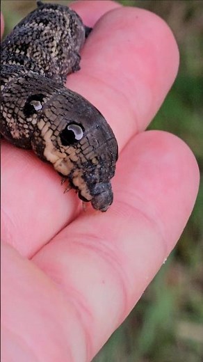 Hawk Moth Caterpillar Close-Up. #nature #wildlife #animals #insects