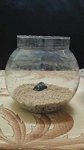 mini betta fish bowl/ step by step/aqua dreams