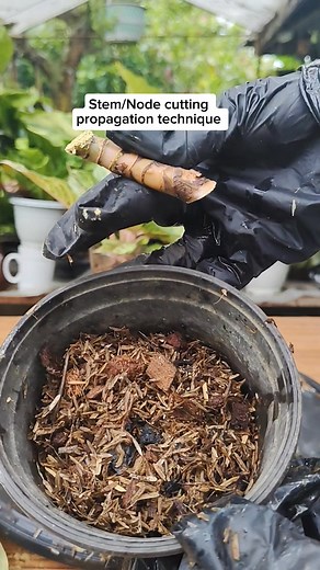 128K views · 726 reactions | Stem or Node Cutting Propagation technique #aglaonema #plantpropagation #PlantingTechniques #propagationtechnique #fblifestyle #propagationsuccess Mamalyn's Garden | Mamalyn's Garden | Facebook