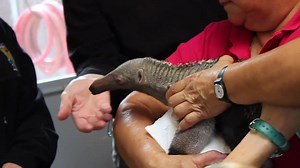 9.4K views · 206 reactions | VIDEO: Meet Zoo's New Baby Anteater...