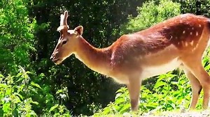 Beautiful wildlife in the Bavarian Forest  - Die Tierwelt im Bayrischen Wald-WvL2BVWKTs0