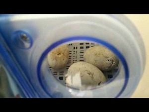 Elevage de canetons - S01E04 - Première éclosion