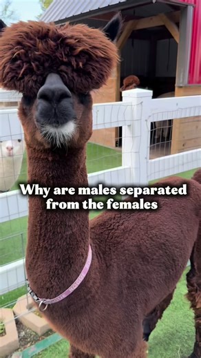 2.1K views · 663 reactions | Why do we separate male and female...