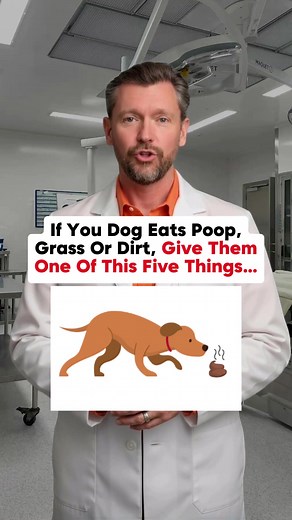 5 Solutions for Dogs that Eat Poop, Grass, or Dirt