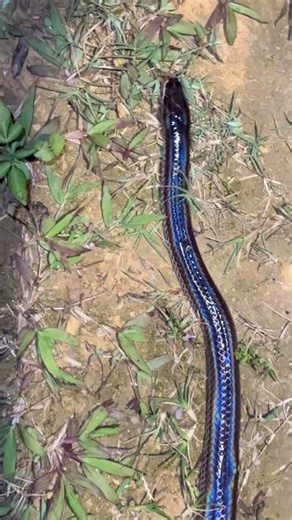 Beautiful Color-Changing Snake at Night