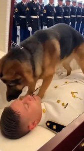 In the solemn hush of a hero’s final farewell, where rows of crisp uniforms stand in perfect silence and flags drape with honor, one heart refused to let go. This faithful German Shepherd — who stood by his Navy sailor through every deployment, every storm at sea, every quiet homecoming — climbed into the casket and gently laid his body across his handler’s chest. Head rested tenderly on the uniform, eyes closed in quiet grief, paws draped protectively as if still guarding the man who was his wo