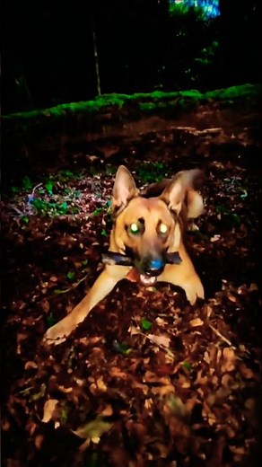 Ultimate Dog Forest Agility!