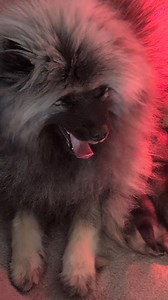 Keeshond babies day 10 #puppies #cutestpuppy #puppylove #furbabies | Erbekees-Keeshonden