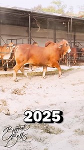 Red brahman bull's two year transformation | Biggest Bulls Photography