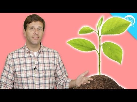 Are Plants Conscious?