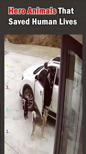 Real life Hero Animals That Saved Human Lives | Unbelievable Acts of Bravery! #shorts