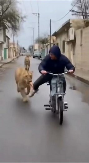 Terrifying Moment: Lions Attack Man in the Wild | Unexpected Wildlife Encounter