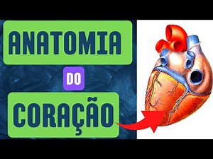 Anatomia do coração