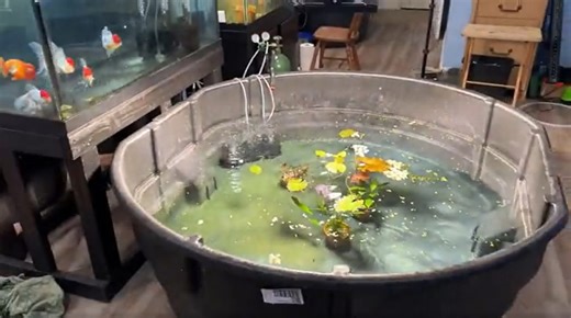 Indoor Pond Project: 300 Gallons of Aquatic Bliss