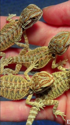 Bearded Dragon Journey: From Baby to Adult Shedding, Eating & Daily Behavior #Beardie