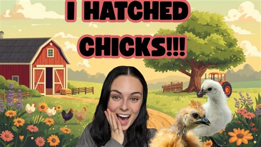 Chick hatching adventure | From egg to fluffy chick