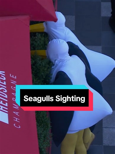 Seagull Antics: Fun Moments at the Matches