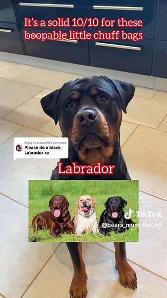 Labrador Retriever Breed Review: A Fun Look at Tim