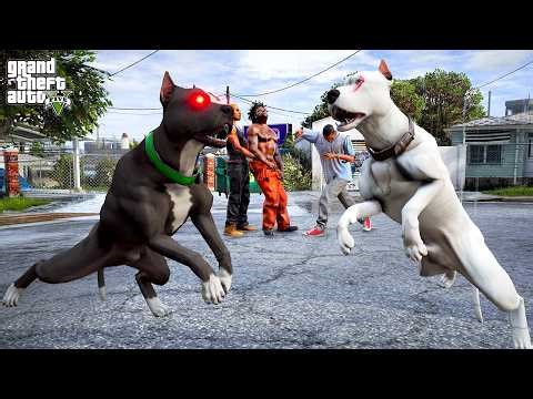 WHITE PITBULL JACK FIGHTS HIS SON TERMINATOR! - GTA 5 PITBULL'S LIFE