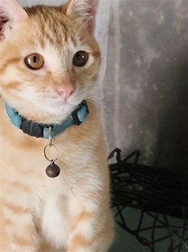 Good boy naman talaga ng tomas na yan🐱 #posa #cat #catsoftiktok #catlovers #orangecat