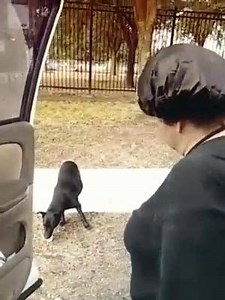 This is Simone. Simone was spotted by one of our team members about to give birth in this cold weather. We went out looking for her in the night but had to put off search efforts until daylight. It took us several hours but we finally caught her today. Our rescue is completely full we really need either a very committed and experienced Foster for the mother and babies or another reputable rescue to transfer her to. Please contact us if you are willing to foster by filling out an application at w