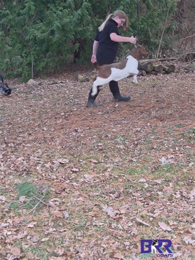 Training Baby Goats: Tips for Success