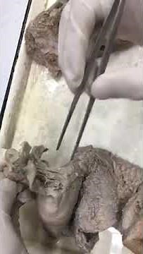 Female genitalia anatomy