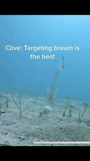 Bream are the worst fish on earth #fyp #fishing #bream #boat #kingfish #mulloway #fish #livebait #flathead