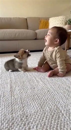 Corgi and baby – cute duo tries to howl and melt hearts! #cute #baby #corgi #howl #viral