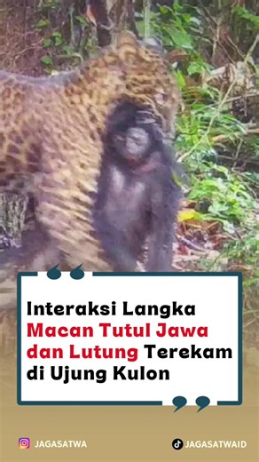 Sebuah video langka merekam momen macan tutul Jawa (Panthera pardus melas) berhasil memangsa lutung Jawa (Trachypithecus auratus) di kawasan Taman Nasional Ujung Kulon (TNUK), Banten. Rekaman tersebut memperlihatkan strategi berburu khas ambush predator yang memanfaatkan kerapatan hutan dataran rendah dan kemampuan memanjat pohon untuk menyergap mangsa dari ketinggian kanopi. Meski keduanya berstatus satwa dilindungi, interaksi predator-mangsa antarspesies merupakan bagian dari mekanisme alami e