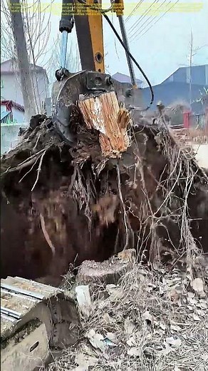 Rooting Out Obstacles: The Mechanics of Tree Removal with Heavy Machinery