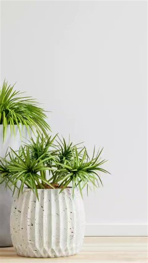 SPONSORED | 🌿💥 Hot garden deals at Nursery@Hoopers! 💥🌿 🪷 A fresh new range of pots has just landed – from only R60! 🪻 Beautiful garden ornaments to bring life and charm to any space. 🌸 From cute to classy – there’s something for every garden lover. 🥳 Pop in, take a stroll, and be amazed by what’s in store at Nursery@Hoopers! 📍 David Drive, Hibberdene 📞 039 699 3534 / 073 038 6762 #GardenGoals #NurseryAtHoopers #Hibberdene #GardenDecor #PotsFromR60 #SpringVibes 🌱🌺 | South Coast Herald