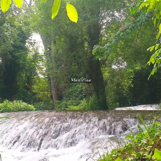 🌳 Ancestral Medicine of Nature