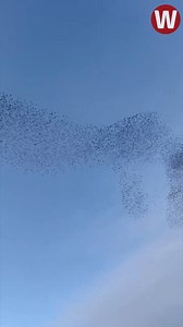 Watching the starling murmuration in Aberystwyth has to be on eveyone's Welsh bucket list. It's just magical ✨🏴󠁧󠁢󠁷󠁬󠁳󠁿💗 Great footage by Alice Harman! | WalesOnline