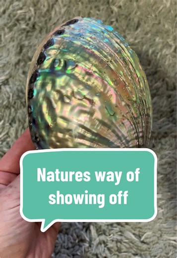 Nature’s way of showing off 💙 #pauashell #oceantreasures #seashells #shellart #oceanvibes