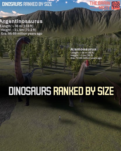 We created this animation to show the true scale of dinosaurs by comparing them side by side—starting from the smallest to the largest ever discovered. A human walks alongside each one to give you a clear sense of their size in real life. | The Brain Maze