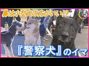 警察犬に迫る危機…全国で9割近くが『嘱託犬』の現実 コスト負担と後継者不足で体制維持に課題「お金のこと言ったらダメだが…」