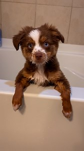 171K views · 6K reactions | First bath  Throwback to Ember’s first time taking a bath! It was all fun and games until she got her head wet  #dogsofinstagram #cute #puppy #dog #funny #australianshepherd #thisismyhairwetwet #trending #viral #puppylove #funnydog #doglife | Ember Toy Aussie | Facebook