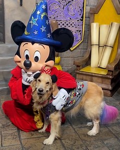 380K views · 19K reactions | This service dog is obsessed with all things Disney! ❤️ | Lessons Learned In Life | Facebook