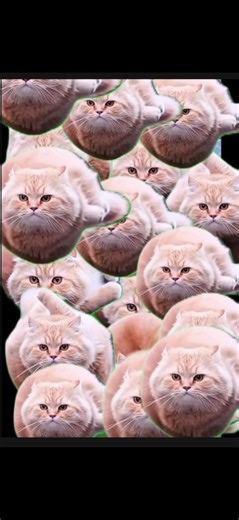 Spinning cat #spinningcat #meme #spinning #cat #meme | cats