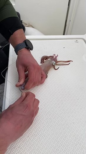 Rigging live baits! 🙌🔥#fishing #sportfishing #deepsea #grouper #beast #squidgame #fishingaddict #aria #hook #rig #bait #live #friends #samsungwatch