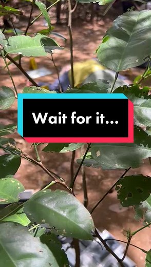 Behind the Scenes of Death in Paradise Christmas Special