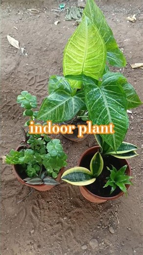 indor plant#tranding #nature #short # video