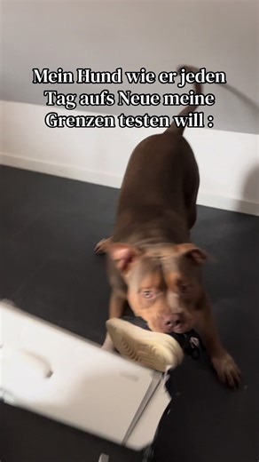 Er ist einfach so ein Witzbold 😂#chaos #dogtok #bully #lustig #fyp