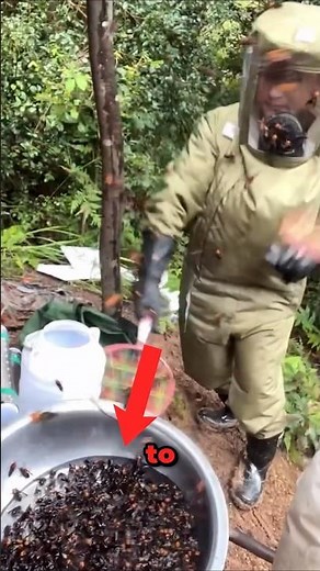 Most Dangerous Bees in The World! (Giant Asian Hornet)