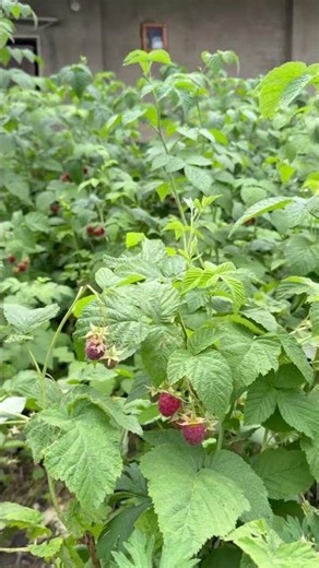 Raspberries #strawberries summer gardening #earlysummer