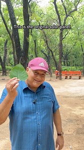 Our trees and leaves are like nature's solar panels, turning sunlight into energy that supports life and keeps our environment healthy.#peepalbaba #solarpanels #naturesolarpanels #treeleaves #solarenergy #peepalbabasays #plantlife #naturalenergy #naturepower #afforestation #forests #urbanforests #sunlight #photosynthesis #peepalbabafoundation | Peepal Baba